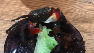 The image shows a crab eating lettuce. (Jukin Media)