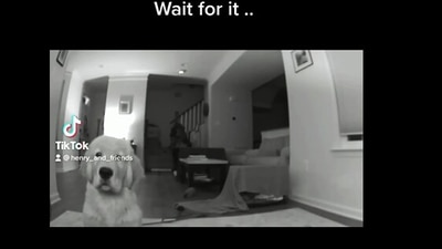 The image shows a dog standing in front of a camera. (Instagram/@golden_wiener)