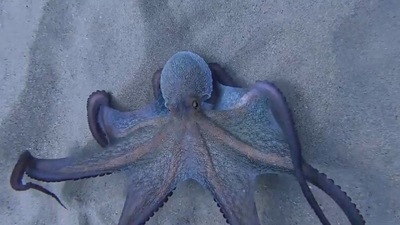 The image shows an octopus swimming underwater. (Jukin Media)