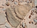 Handout picture released by the Universidad de Chile showing a fossil of a pterosaur found by a group of scientists in the Atacama Desert, in northern Chile, (AFP) Handout picture released by the Universidad de Chile showing a fossil of a pterosaur found by a group of scientists in the Atacama Desert, in northern Chile, (AFP)