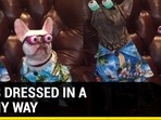 DOGS DRESSED IN A FUNNY WAY