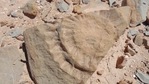 Handout picture released by the Universidad de Chile showing a fossil of a pterosaur found by a group of scientists in the Atacama Desert, in northern Chile, (AFP) Handout picture released by the Universidad de Chile showing a fossil of a pterosaur found by a group of scientists in the Atacama Desert, in northern Chile, (AFP)