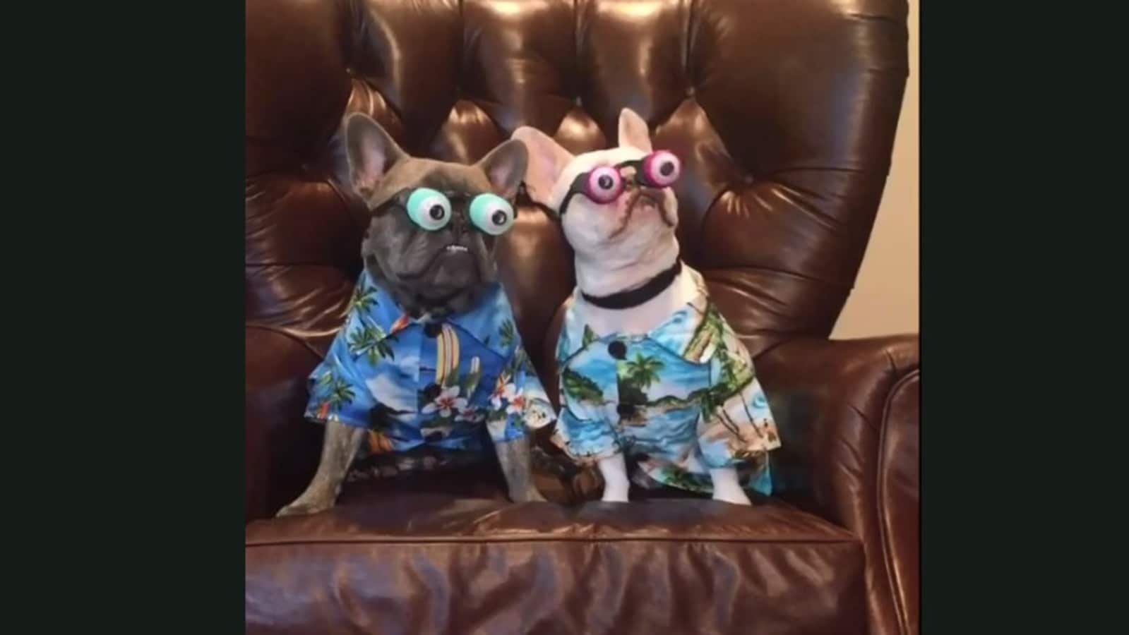 These dogs and their attire will make you laugh out loud. Watch ...