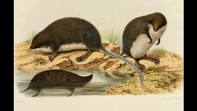 A 19th century painting of elegant water shrews by Paul or René Paul Huet. (PHOTO: BIODIVERSITY HERITAGE LIBRARY) A 19th century painting of elegant water shrews by Paul or René Paul Huet. (PHOTO: BIODIVERSITY HERITAGE LIBRARY)