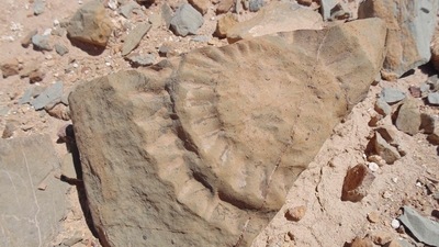 Handout picture released by the Universidad de Chile showing a fossil of a pterosaur found by a group of scientists in the Atacama Desert, in northern Chile,&nbsp; (AFP)