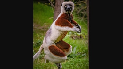 The image shows a ‘dancing’ lemur. (Instagram/@chesterzoo)