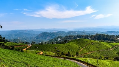 Munnar, Kerela: The pleasant weather, shimmering lakes, tea gardens makes the place worth visiting. The best time to visit is between October to May. (Unsplash) Munnar, Kerela: The pleasant weather, shimmering lakes, tea gardens makes the place worth visiting. The best time to visit is between October to May. (Unsplash)