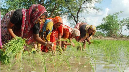 Rice fields in many districts of the food bowl states of Punjab, Haryana and parts of Uttar Pradesh have gone under water, growers said, while Delhi witnessed historic rains on Saturday. (HT FILE PHOTO.)