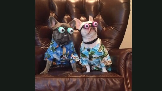 These dogs and their attire will make you laugh out loud. Watch Trending Hindustan Times