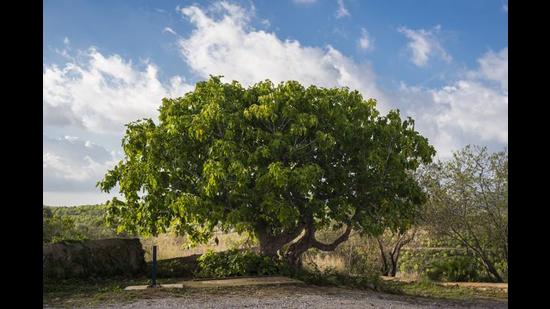 Ficus carica; a fig tree. (Shutterstock) Ficus carica; a fig tree. (Shutterstock)