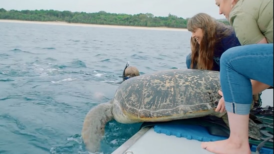 The image shows the turtle being released.(Instagram/@australiazoo)