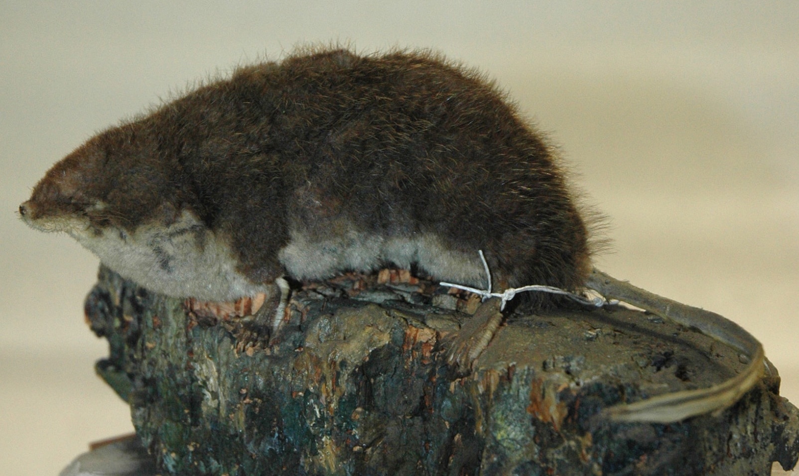 A mounted specimen of the elegant water shrew at the National Museum of Natural History, France. (PHOTO: MNHN – RECOLNAT - Laura FLAMME - 2014) A mounted specimen of the elegant water shrew at the National Museum of Natural History, France. (PHOTO: MNHN – RECOLNAT - Laura FLAMME - 2014)