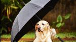 Build a cosy spot with their favourite treats to help your pets feel safe until the storm passes photos (Shutterstock) Build a cosy spot with their favourite treats to help your pets feel safe until the storm passes photos (Shutterstock)