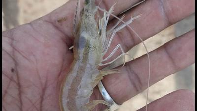 In Malwa, the diseased shrimp crop has meant that the shrimp pond harvest has shrunk, with the crop not fit for the market. (Sanjeev Kumar/HT) In Malwa, the diseased shrimp crop has meant that the shrimp pond harvest has shrunk, with the crop not fit for the market. (Sanjeev Kumar/HT)