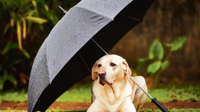 Build a cosy spot with their favourite treats to help your pets feel safe until the storm passes photos (Shutterstock)