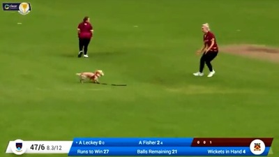 The image shows the dog running around with the ball. (Twitter/@IrishWomensCric)
