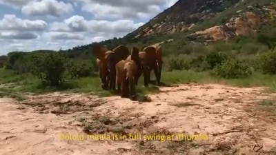The image shows a herd of elephant.