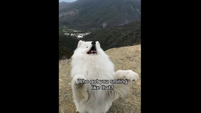 The image shows a dog named Boomer. (Instagram/@boomer_the_landcloud)