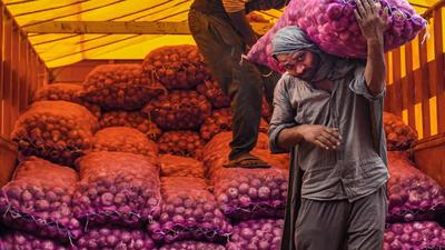 Maharashtra, Karnataka and Andhra Pradesh are the major onion-producing states, accounting for over 75% of total summer onion output. (PTI) Maharashtra, Karnataka and Andhra Pradesh are the major onion-producing states, accounting for over 75% of total summer onion output. (PTI)