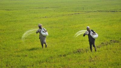 Punjab government is working to abolish cooperative societies by its decision to reduce DAP fertiliser share to farmers, SAD has alleged. (HT Photo)