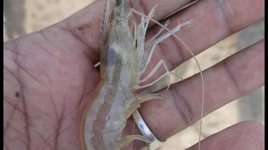 In Malwa, the diseased shrimp crop has meant that the shrimp pond harvest has shrunk, with the crop not fit for the market. (Sanjeev Kumar/HT)
