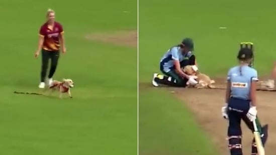 Dog steals the ball during a cricket match(HT Collage) Dog steals the ball during a cricket match(HT Collage)