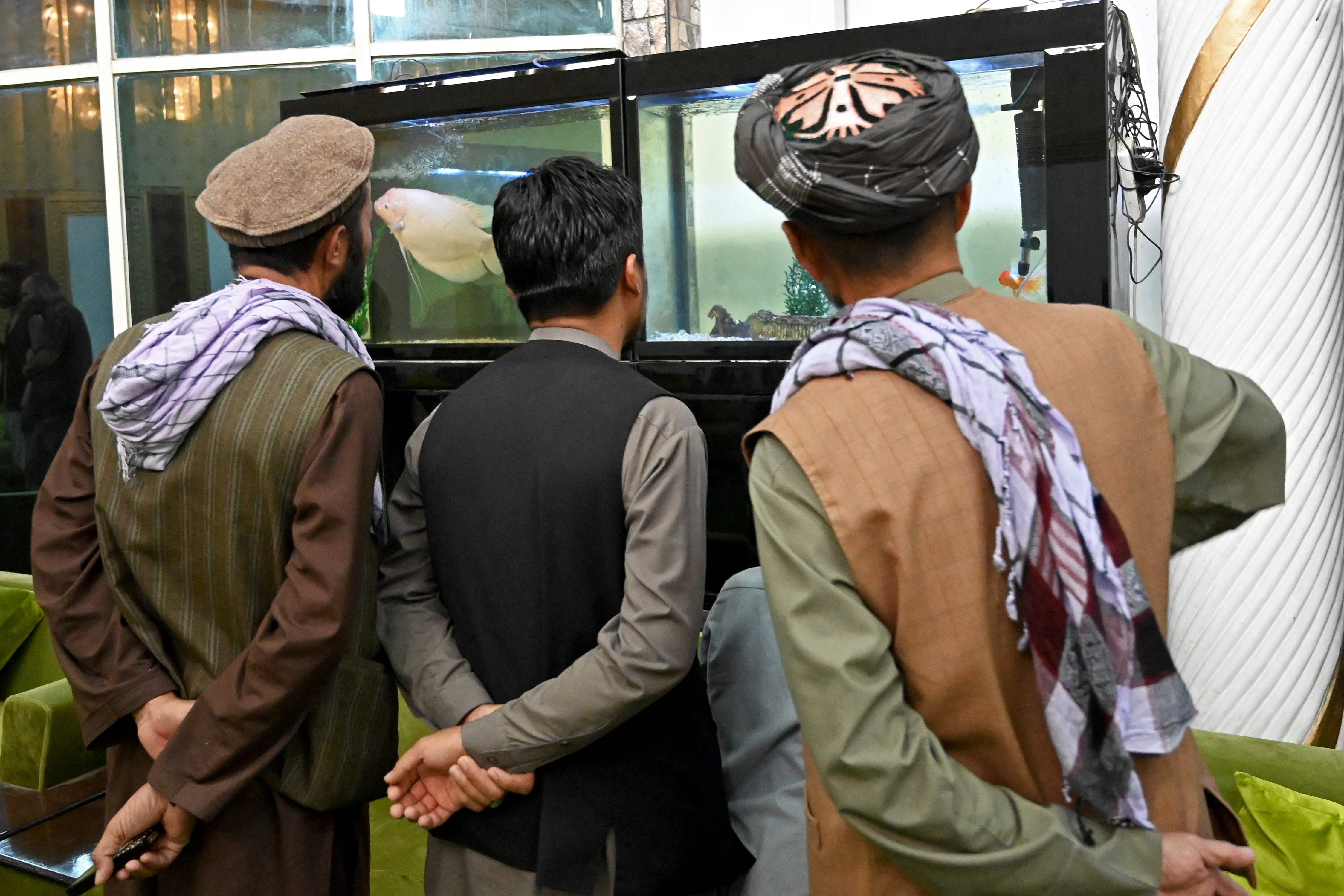 Taliban fighters look at an aquarium inside Dostum's house (AFP) Taliban fighters look at an aquarium inside Dostum's house (AFP)