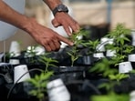 Uruguay looks to bolster cannabis industry, allow tourists to buy marijuana pot