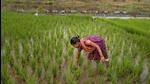 An NSO report show farm incomes have risen by 57% between 2012-13 and 2018-19, at a compounded annual growth rate (CAGR) of 7.3%. (AP File) An NSO report show farm incomes have risen by 57% between 2012-13 and 2018-19, at a compounded annual growth rate (CAGR) of 7.3%. (AP File)