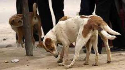 Ludhiana MC veterinary official Dr HS Dalla said it was suspected that the rabid dog had died. (Representative Image/HT File)