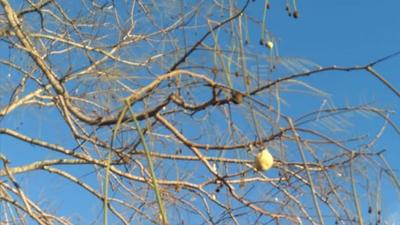 A looper-infested Yongchak tree in Manipur’s Willong Khunou village. (Sourced) A looper-infested Yongchak tree in Manipur’s Willong Khunou village. (Sourced)