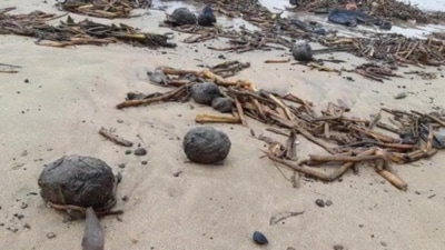 The soft and sticky tar balls are a huge deterrent to tourists visiting the beach and threaten the footfalls at beachside businesses. (File photo) The soft and sticky tar balls are a huge deterrent to tourists visiting the beach and threaten the footfalls at beachside businesses. (File photo)