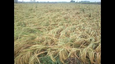The delay, farmers said, will also hold up sowing of next crops. (HT Photo)
