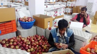 File photo of apples being packaged for sale in the wholesale market in Shimla. (HT) File photo of apples being packaged for sale in the wholesale market in Shimla. (HT)