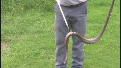 According to authorities at Wildlife SOS, a two-member rescue team from the NGO’s rapid response unit was immediately dispatched to the spot. The team proceeded with caution to ensure the cobra did not suffer a potentially lethal fall from the pole. (HT Photo) According to authorities at Wildlife SOS, a two-member rescue team from the NGO’s rapid response unit was immediately dispatched to the spot. The team proceeded with caution to ensure the cobra did not suffer a potentially lethal fall from the pole. (HT Photo)