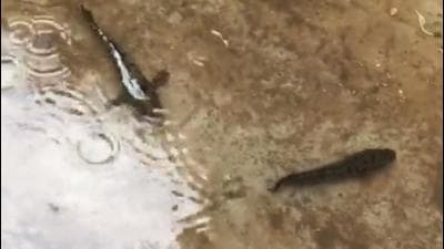 Fish spotted on flooded Puri roads after record-breaking rainfall in the past 24 hours. (Photo: Soumya Ranjan Mohanty) Fish spotted on flooded Puri roads after record-breaking rainfall in the past 24 hours. (Photo: Soumya Ranjan Mohanty)