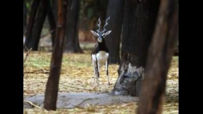 The blackbuck deaths at Bathinda zoo have left the wildlife authorities baffled. (HT photo) The blackbuck deaths at Bathinda zoo have left the wildlife authorities baffled. (HT photo)