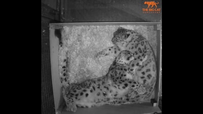 Snow leopards Yarko and Laila sleeping and enjoying some cuddles. &nbsp; (Instagram/@thebigcatsanctuaryuk)