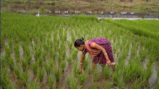 An NSO report show farm incomes have risen by 57% between 2012-13 and 2018-19, at a compounded annual growth rate (CAGR) of 7.3%. (AP File)