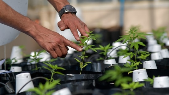 Uruguay looks to bolster cannabis industry, allow tourists to buy marijuana pot(REUTERS/Washington Alves)