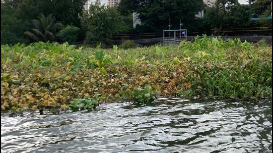 Water hyacinths turn brown after use of herbicides in Powai lake. (Vanashakti) Water hyacinths turn brown after use of herbicides in Powai lake. (Vanashakti)
