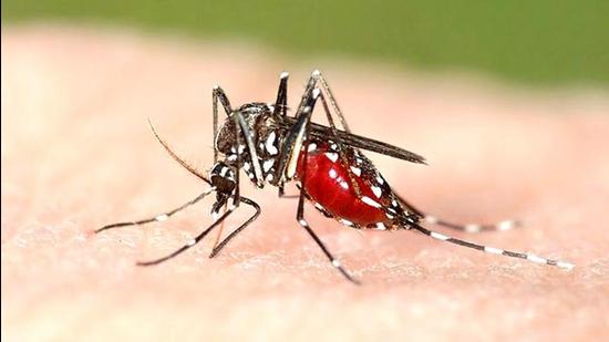 Dengue is caused by the aedes egypti mosquito. Last year, Delhi reported 1,072 dengue cases. (Shutterstock)
