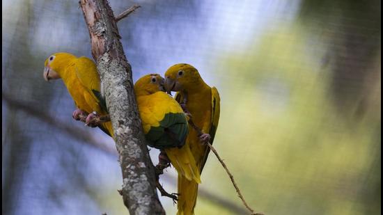 The aviary is coming up at City Forest near Sukhna Lake in Chandigarh and will house over 40 rare species of exotic birds. (AP/Representative image)