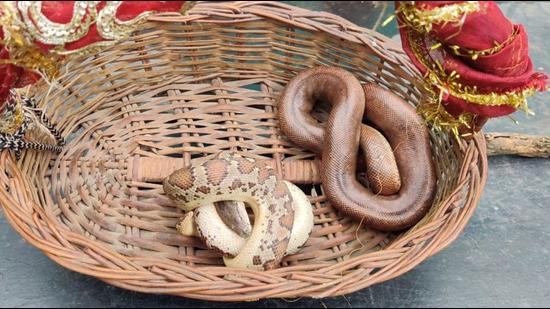 Police said they recovered two snakes from the men who belong to the ‘Sapeda gang’. Police said they recovered two snakes from the men who belong to the ‘Sapeda gang’.