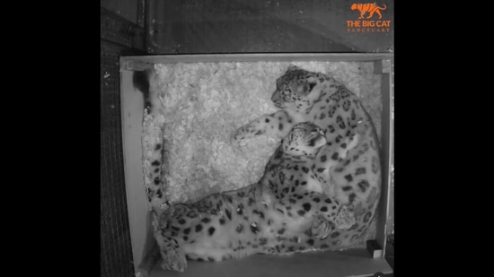 Snow leopards Yarko and Laila sleeping and enjoying some cuddles. &nbsp;(Instagram/@thebigcatsanctuaryuk)