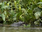 An alligator An alligator