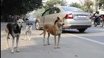 On September 12, the Ludhiana MC was notified about the presence of a rabid dog near the cremation ground in the civil lines area, which had bitten a dozen people. (HT File) On September 12, the Ludhiana MC was notified about the presence of a rabid dog near the cremation ground in the civil lines area, which had bitten a dozen people. (HT File)