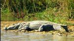 A crocodile in one of the water bodies in Terai area of US Nagar district in Kumaon. (Representative image) (HT file photo)