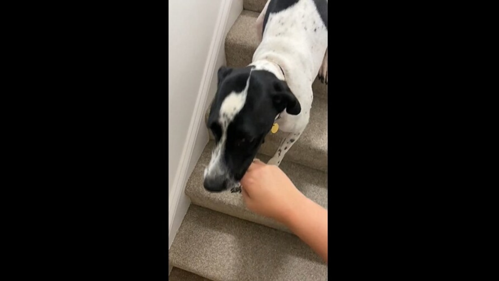 Watch how this dog walks human to office in this adorable video