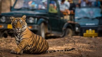 At least 50 personnel have been trying to track the movements of the tiger, aged 3-4 years, which killed the youngster in Hunsur in Mysuru district. (HT Photo) At least 50 personnel have been trying to track the movements of the tiger, aged 3-4 years, which killed the youngster in Hunsur in Mysuru district. (HT Photo)